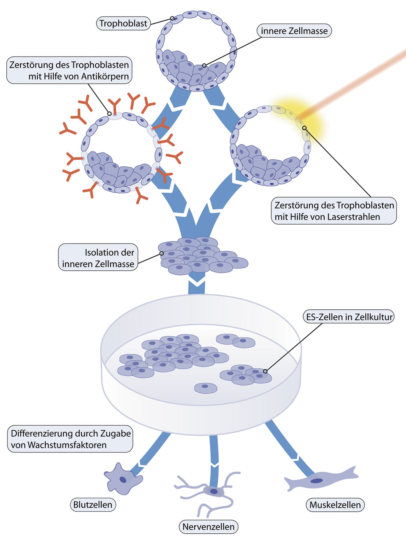 Types of stem cells