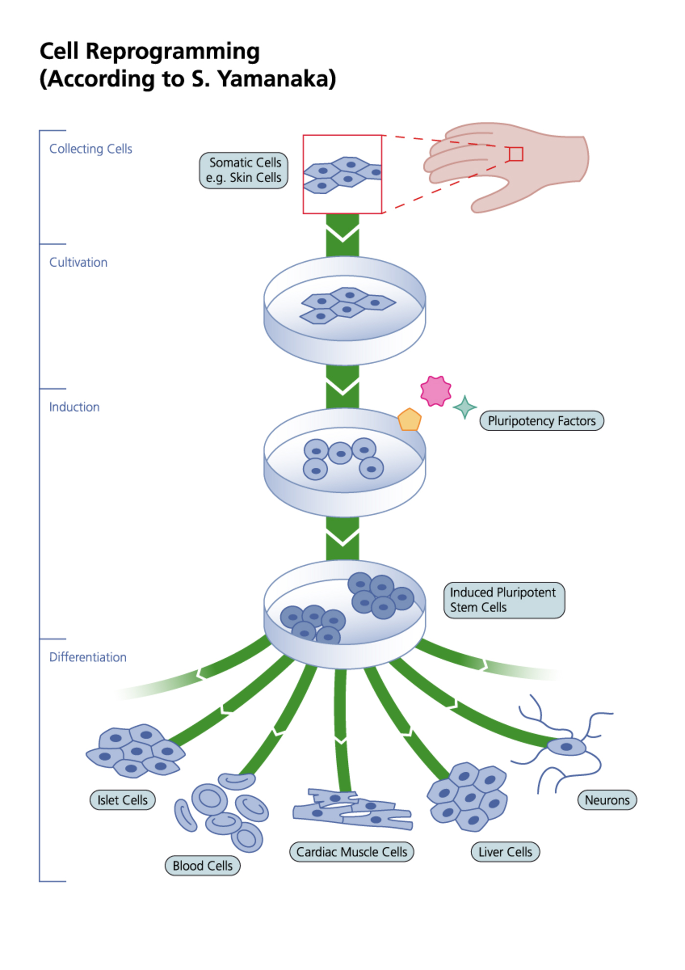 Types of stem cells