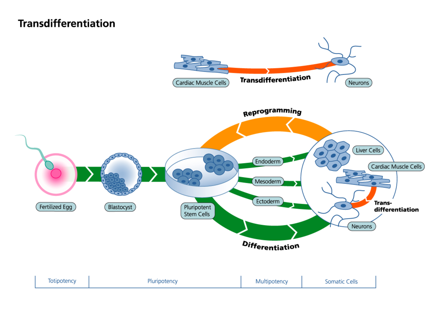 Types of stem cells